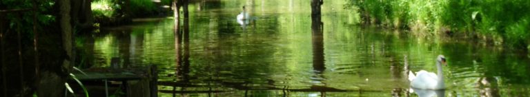 Les plus beaux endroits du Marais Poitevin